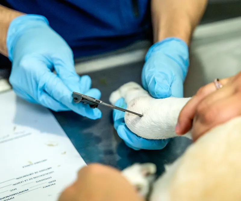 Veterinario atendiendo la pata lesionada de un perro en citología